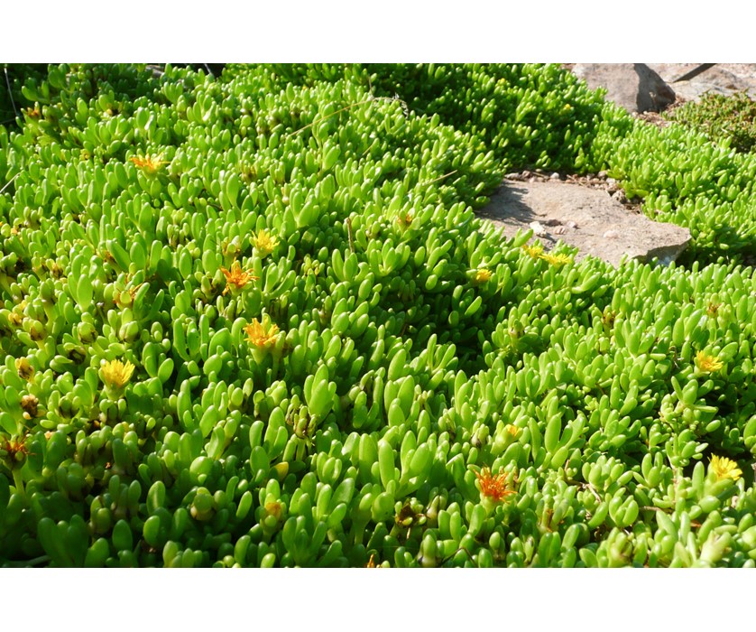 Yellow Iceplant